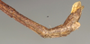 CollectionObject 1559254; NMW 934', cfcc6379-6124-4f97-91da-d84b73459109: copyright NMW, Vienna. male: end of abdomen, lateral view of synonym Diardia brevitarsis (syntype). (CollectionObject).