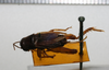 CollectionObject 1530930; NTUC 798, 602e97e5-ed0f-48f0-846b-e968425698d2: copyright NTUC. female, dorsal view (holotype). (CollectionObject).