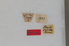 CollectionObject 1506571; 4fd186a4-53fa-4871-880a-8920df8cf498: female, labels (syntype #2). (CollectionObject).