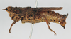 CollectionObject 1540646; a3e29908-4e3c-4977-a2a8-d7b229d4c686: female, lateral view (syntype of Ommexecha lugubris). (CollectionObject).