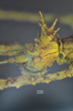 CollectionObject 1595662; 3c2d9ef7-965a-4a20-a322-2cf0e46e7296: copyright SWFU Kunming. female head, lateral view (holotype). (CollectionObject).