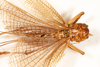 CollectionObject 1531276; 48681b7a-2be1-437d-970c-6ca62050ee3e: female, dorsal view (syntype). (CollectionObject).