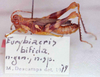 Eurybiacris bifida Descamps, 1979: Image Carbonell, C.S. male (holotype). (Otu).