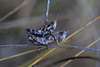 mating pair (from Croatia: Biševo Isl.). Depicts Pezotettix giornae (Rossi, 1794), an Otu.