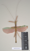 CollectionObject 1559692; NHMUK(SF IMPORT DUPLICATE) 844779, 844782, 19ccff8f-7a12-4a12-ad5a-9aed6127a58f: copyright Natural History Museum, London. male of synonym Necroscia marmessus (paralectotype). (CollectionObject).