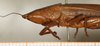 female, lateral view (syntype). Depicts CollectionObject 1589283; 82d9306b-d82f-4c30-8301-563bcb3650f1, a CollectionObject.
