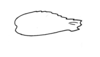 Phaulotypus granti Burr, 1899: Fig. 17. hind femur. (Otu).