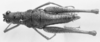 CollectionObject 1524469; 37ca632e-4d66-48f6-b67b-128a89b8053b: female, dorsal view (holotype). (CollectionObject).
