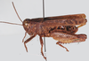 Platacanthoides bituberculatus bituberculatus Uvarov, 1922: as P. bituberculatus. male, lateral view. (Otu).