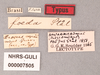 Prytanes foedus (Stål, 1860): Rhyparochromus (Plociomerus) foedus LECTOTYPE Labels (SMNH) - (CC BY-NC 3.0) - Photo by Gunvi Lindberg. (Otu).