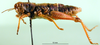 CollectionObject 1501309; 2f12c848-30c5-47d8-811c-583ccdba2e9f, DORSA BA000660S01: female, lateral view (holotype). (CollectionObject).