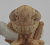 Head on Athysanella (Pedumella) spatulata Ball & Beamer, 1940: Head. Paratype. (Observation).