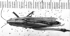 CollectionObject 1543677; a73d2799-d4d5-4f91-9f57-8b6d89fdb6c5: Image Carbonell, C.S. [mirror image]. female, dorsal view (lectoallotype). (CollectionObject).