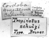 CollectionObject 1521479; 3fe11ef1-07d6-46ea-b3ed-170d79dc6c38: Image Carbonell, C.S. labels (holotype of Tropidonotus schulzi). (CollectionObject).