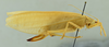CollectionObject 1531748; 20697b80-5758-403a-aa06-353650e85941: female habitus, lateral view (holotype). (CollectionObject).