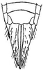 Ovipositor on Destria fumida (Sanders & DeLong, 1917): female pygofer, ventrally. (Observation).