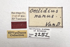 Other: !! display not done !! on Oeclidius (Oeclidius) nanus Van Duzee, 1914: (Observation).