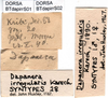 CollectionObject 1500526; 24761f4c-3a59-4dbd-b9a3-c970a3e644f6: labels (syntype). (CollectionObject).;CollectionObject 1501753; daad6fac-d8fa-4099-99b1-a4d432261717: labels (syntype). (CollectionObject).