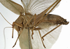 CollectionObject 1529782; e6e9efe8-86bf-4b39-b878-b7bec5229d88: female, lateral view (holotype). (CollectionObject).