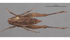 CollectionObject 1597768; ZMUH ZMH 831021, e7812e45-1f87-4cac-9b99-0a26b54dd061: female, dorsal view. (CollectionObject).