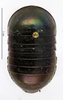 CollectionObject 1587151; MNHN(SF IMPORT DUPLICATE) MNHN-EP-EP1018, 1374c7e1-d63e-45fc-a903-bf9775066c46: CC BY-NC-ND 4.0/MNHN - Depraetere Marion - 2014. Type, female, of glomeriformis Lucas, 1862. Specimen number: MNHN-EP-EP1018. http://coldb.mnhn.fr/catalognumber/mnhn/ep/ep1018. (CollectionObject).