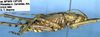 CollectionObject 1504047; 5ee35dc2-98d3-43ad-89d9-beef5bf3c902: male, lateral view (holotype). (CollectionObject).