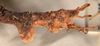 CollectionObject 1562296; 0bd61acf-dea1-40a4-abaa-e9a76976d357: copyright OUMNH. female: end of abdomen, lateral view of Ceroys laciniatus (holotype). (CollectionObject).