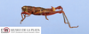 CollectionObject 1513706; 7078fdbf-83b9-4a7b-b38e-32ac487f0fd1: male, lateral view (paratype). (CollectionObject).