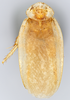 CollectionObject 1571750; c7038115-eae2-496a-8af3-8003cab61afb: Holotype, adult male, dorsal habitus, Photo by Heidi Hopkins. (CollectionObject).