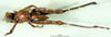 CollectionObject 1500955; 2c218821-1817-4f34-be43-a3299222044d: female, ventral view (holotype). (CollectionObject).