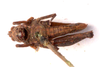 CollectionObject 2704309; CNMS 3062, 913ff1d6-afb3-4368-a269-425497480f0f, CNMS 3062: ventral view. female (paratype). (CollectionObject).