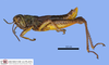 CollectionObject 1564448; e464a848-8f17-4b4c-9126-e57ea21341e2: male, lateral view. (CollectionObject).