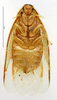 CollectionObject 1587263; MNHN(SF IMPORT DUPLICATE) MNHN-EP-EP1175, b11befce-ab0b-44a4-96b5-82ad7f673f7b: CC BY-NC-ND 4.0/MNHN - Depraetere Marion - 2014. Paratype, female, of aurora Hebard, 1926. Specimen number: MNHN-EP-EP1175. http://coldb.mnhn.fr/catalognumber/mnhn/ep/ep1175. (CollectionObject).