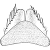 Subgenital plate, ventral view on Arocephalus (Arocephalus) languidus (Flor, 1861): Subgenital plate. (Observation).