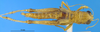 CollectionObject 1505378; fc3d23ee-c6b5-43f7-b0a7-3851a26718c4: female, dorsal view (holotype). (CollectionObject).