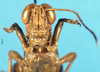 CollectionObject 1507178; 95d4c054-506d-42b2-a60e-e19107c1174e: male, frontal view. (CollectionObject).