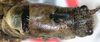 CollectionObject 1517486; f8bcb858-e7ac-4cb4-aa64-6847098851a5: male, dorsal view (holotype). (CollectionObject).