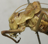 CollectionObject 1535223; 09cc5e7b-8903-4e7c-b433-a600521eb890: male pronotum, lateral view (lectotype). (CollectionObject).