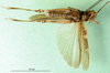 CollectionObject 1500268; 7f74666c-f8b6-4189-8fa9-7d9ecf0daf67: male, ventral view (syntype of Gomphocerus (Epacromia) socius). (CollectionObject).