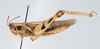 CollectionObject 2833364; 4e9b2e77-2c41-4956-97b1-d37f0f5a2093, CNCI 1012846: Catantops melanostictus. Lateral view. (CollectionObject).