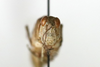 CollectionObject 1593061; d5abc55f-0867-4865-a3db-2cc601a64c8f: female, frontal view (paratype). (CollectionObject).
