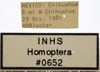 Other on Athysanella (Gladionura) clavata Ball & Beamer, 1940: Labels - Female. Labels for the female specimen. (Observation).