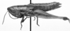 Compsacrella poecila Rehn & Hebard, 1938: Image Carbonell, C.S. female, lateral view (allotype?). (Otu).