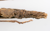 CollectionObject 1590099; cd5011c7-c150-41a1-ad32-c46024bcdc36: copyright MNHN, Paris. female: end of abdomen, ventral view (paratype). (CollectionObject).;CollectionObject 1590100; 28cbec81-6faf-49c1-87d1-8ad7dfa3bb2e: copyright MNHN, Paris. female: end of abdomen, ventral view (paratype). (CollectionObject).
