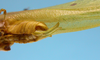 CollectionObject 1542822; 8b3851e8-f589-4e09-9d46-0249f8b8da48: male, apex of the abdomen latero-ventral view (holotype). (CollectionObject).