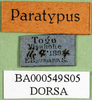 CollectionObject 1502805; cdf04cb4-10c8-42af-9e06-d85b9b9eca03: labels (syntype of Serpusia deminuta). (CollectionObject).