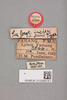 CollectionObject 1513075; 21ddcca8-0083-4c85-bebe-f9df9a064dd8, NHMUK012496761: labels (holotype). (CollectionObject).