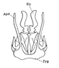 Atopotettix megalocephalus Brown, 1970: Fig. 43. male, ectophallus, dorsal aspect. (Otu).