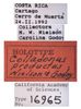 Other on Colladonus productus Nielson & Godoy, 1995: (Observation).
