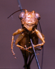 CollectionObject 1516539; NNM 3225106, ec39213b-cad1-431e-9fe9-441beca404af: female, frontal view. (CollectionObject).